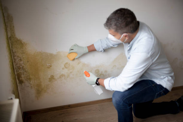 Trusted San Martin, CA Mold Removal Experts